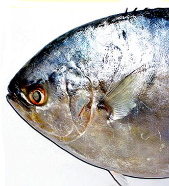 Trachinotus ovatus_009